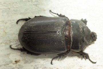  Close-up of insect beetle female on white table.