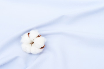 Raw cotton bud on cotton blue soft textured background