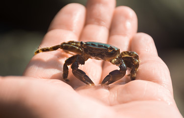 Crimean crab