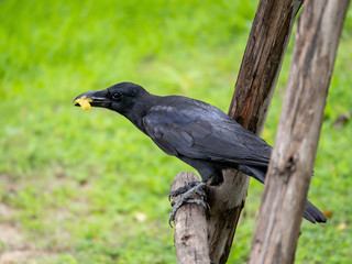 Crow Raven in the garden 2