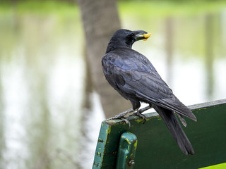 Crow Raven in the garden 3