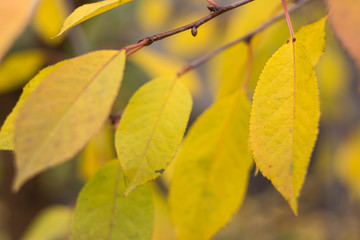Red and Orange Autumn Leaves