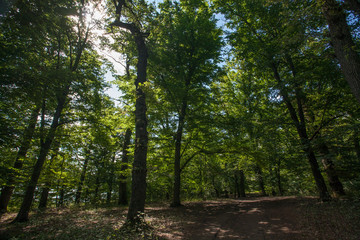 beautiful green forest