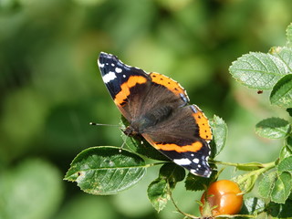Fototapeta na wymiar Red admiral butterfly (Vanessa atalanta)