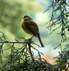 Robin