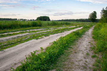 Fototapeta na wymiar Summer countryside landscape. Deserted rural dirt road along the field, Moscow suburbs, Russia.