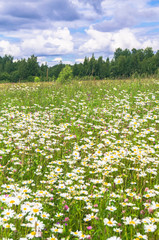 Fototapeta na wymiar Boundless Russian expanse. Bright flowered camomile meadow under dramatic cloudy sky.