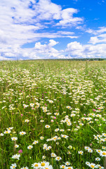 Boundless Russian expanse. Bright flowered camomile meadow under dramatic cloudy sky.