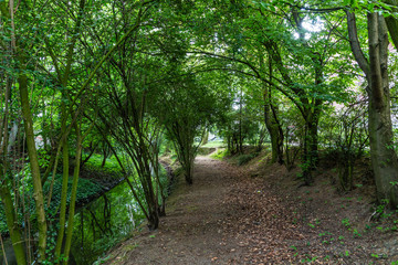 path in the forest