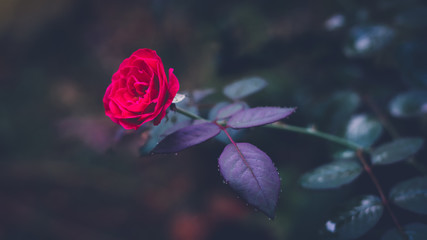 Dark, romantic and moody rose.