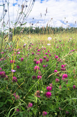 Сharming white daisies and purple clover in a meadow.