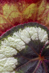 Part of Begonia Rex, King Begonia upper and lower leaves surface, texture background, selective focus