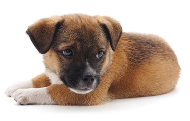 Brown beautiful puppy.
