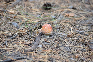 amanita