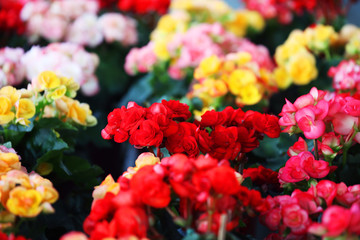 close up texture colorful gardening begonia flower