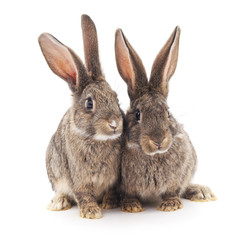 Two gray rabbits.