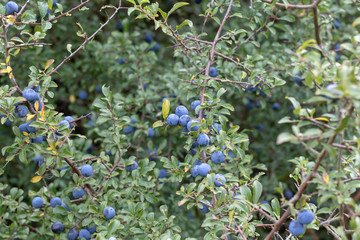 Blackthorn bush full of purple berries