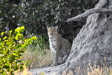 Leopoard in Moremi Game Reserve