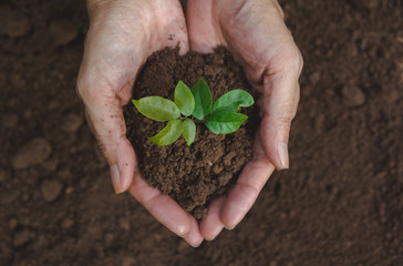 Human hands holding green small plant life concept. Ecology concept.