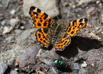Fototapeta na wymiar Beautiful orange and black butterfly sitting on the ground next to a fly