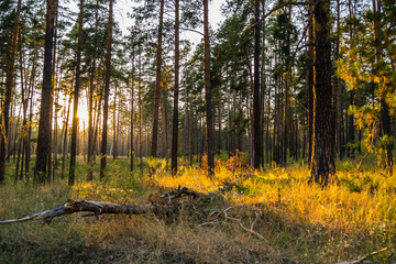 Scenic yellow sunset in pine autumn forest