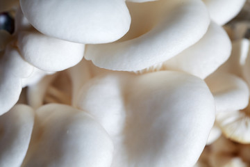 close up of white mushroom background