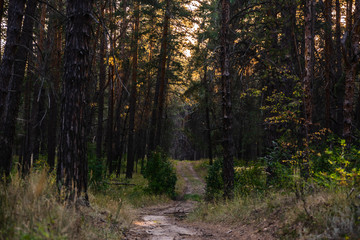 gravel pathway in autumn pine forest during sunset