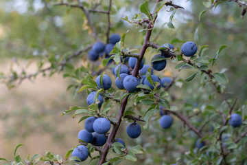Several purple blackthorn berries hanging at the bush 