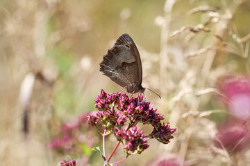 Schmetterling, Falter auf einer Pflanze 