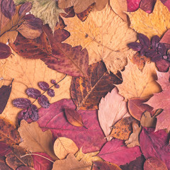 Autumn background made of dried leaves. Autumn, fall, thanksgiving day concept. Flat lay, top view, square, copy space