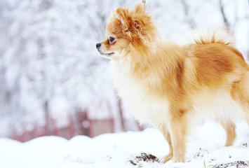 Beautiful pomeranian puppy is standing in a white snow. Pet animals.