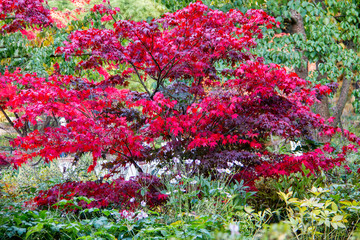 Naklejka premium Roter Fächerahorn im herbstlichen Garten