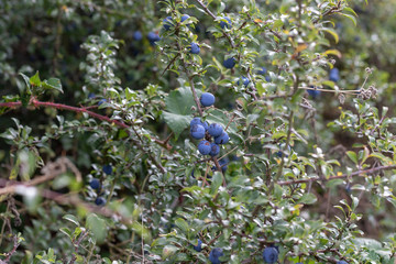Purple berries hanging at a bush in summer in nature