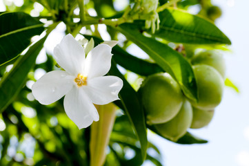 オキナワキョウチクトウの花と実