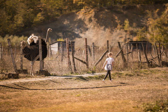 Little girl and the ostrich