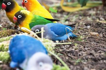 A group of Lovebirds feeding on millet