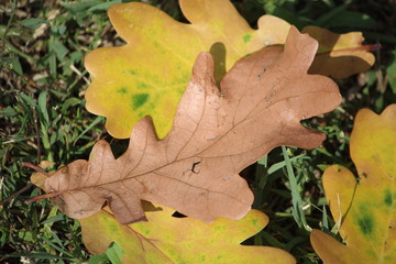 Yellow oak leaves on green grass