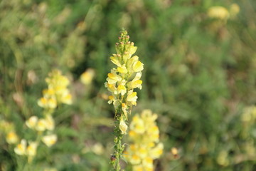 Blooming Wild Weed, Edmonton, Alberta