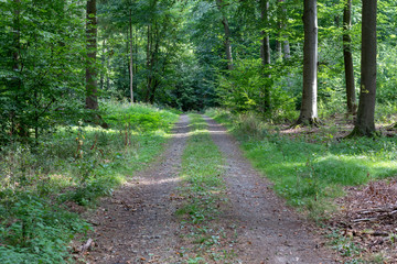 View along an empty eay in the forest in summer