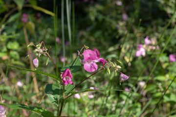 Pink blooming bee-bum in nature in germany