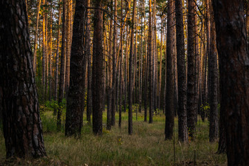 evening in pine forest in autumn