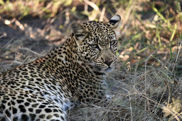 Leopoard in Moremi Game Reserve