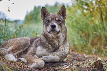 Dog looking at camera.