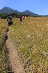 walk in wide grasslands