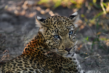 Leopoard in Moremi Game Reserve