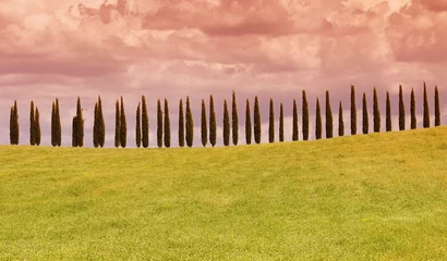 Fotobehang Typical tuscan countryside with cypress. © StockPhotoAstur