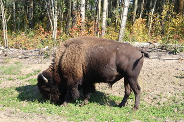 Bison Grazing, Elk Island National Park, Alberta