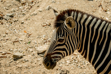 Fototapeta na wymiar Zebra in the zoo with brown ground