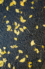 Yellow Gingko leaves on road