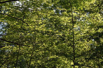 Obraz premium Sun shining through fresh green beech leaves in the treetop